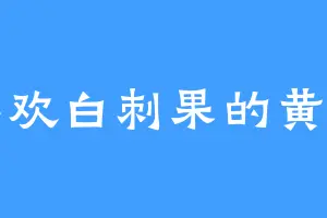 喜欢白刺果的黄雷