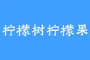 柠檬树柠檬果