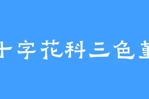 十字花科三色堇