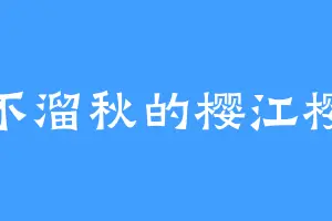 灰不溜秋的樱江樱桃