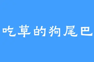 爱吃草的狗尾巴草